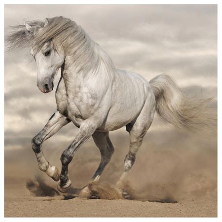 Tecido Quadrado Digital 49 X 49cm - Cavalo Branco Ref:8067