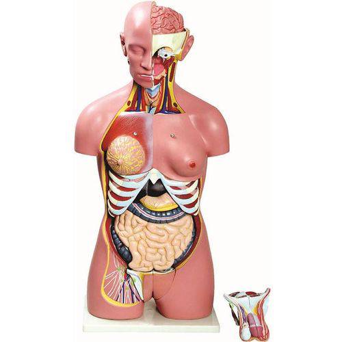 Torso Bissexual 85cm com 24 Partes Anatomic - Tzj-0202-b