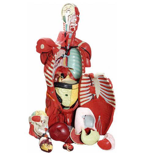 Torso Masculino Musculado 108cm com Órgãos Internos 27 Partes - Anatomic - Tgd-4016