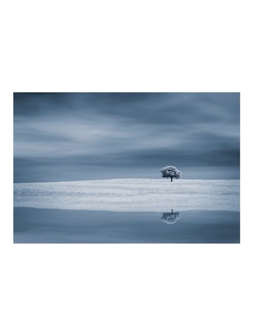 Tree Near Water - Fotografia 20X30Cm