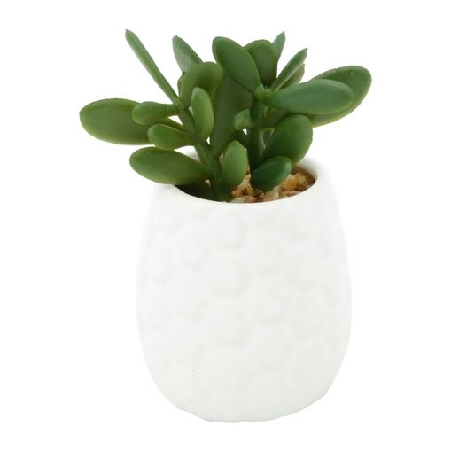Vaso de Porcelana Branco com Planta Jade Sucullent Urban