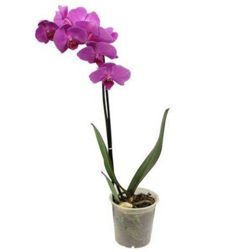 Vaso Pote Plástico Transparente para Orquídeas - 0,3 Litros
