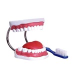 Arcada Dentária C/ Língua e Escova Modelo Anatômico