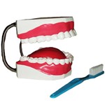 Arcada Dentária com Língua e Escova Anatomic - Código: Tzj-0312-b