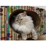 Arranhador Pet Games Cat Box Simples Oval Borboletas