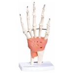 Articulação da Mão Anatomic - Tgd-0162-c