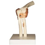 Articulação do Cotovelo Anatomic - Tgd-0161-c