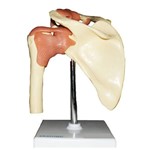 Articulação do Ombro - Anatomic - Código: Tgd-0160-c