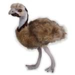 Baby Australia Emu - National Geographic