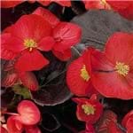 Begônia Senator Scarlet (folhas Bronzeadas) - 1000 Sementes Peletizadas