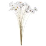 Bellis Bouquet Natural/branco