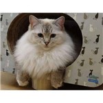 Brinquedo Arranhador Pet Games Cat Box Simples - Gatinho