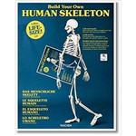 Build Your Own Human Skeleton – Life Siz