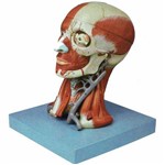 Cabeça com Músculos em 10 Partes Anatomic - Tzj-0300-a