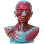 Cabeça e Pescoço Musculado Anatomic - Tgd-4006