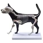 Cachorro - Anatomia e Esqueleto - Coleman - Col 3630