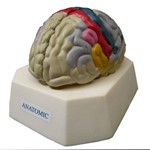 Cérebro com Região Funcional do Córtex - Anatomic - Cód: Tzj-0303-f