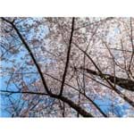 Cerejeiras Central Park NY - 47,5 X 36 Cm - Papel Fotográfico Fosco
