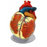 Coração Ampliado com 3 Partes - Anatomic - Cód: Tzj-0321-b