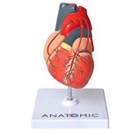 Coração com Pontagem Coronária Modelo Anatômico