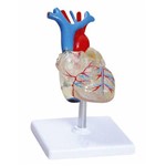 Coração Transparente com 2 Partes Anatomic - Tgd-0322-t