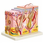 Corte de Pele (modelo em Bloco Ampliado 70x) Anatomic - Tzj-0331-a