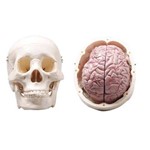 Crânio com Cérebro 12 Partes Coleman - Col 3131