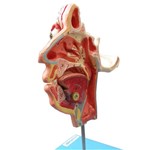 Crânio Facial com Demonstrativo de Nervos - Anatomic - Cód: Tzj-0300-n