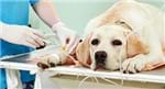 Cuidados Clínicos no Pós-operatório de Cães e Gatos