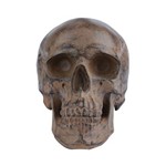 Decor Resina Skull Head Beje 20,5 X 13 X 14 Cm