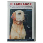 Dvd o Labrador