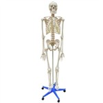 Esqueleto 1,70m Modelo Anatômico do Corpo Humano