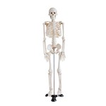 Esqueleto 85cm Completo - Anatomia - Brax Tecnologia