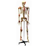 Esqueleto Aprox. 168 Cm Articulado e Muscular - Anatomic - Cód: Tgd-0101-a