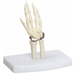 Esqueleto da Mão Tamanho Mini Anatomic - Tgd-0162-b