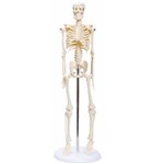 Esqueleto de 45 Cm - Anatomic - Cód: Tgd-0121
