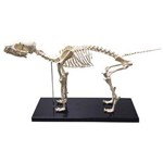 Esqueleto de Cachorro Coleman - Col 3650