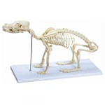 Esqueleto de Cachorro em Resina TGD-0601 Anatomic