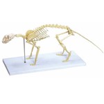 Esqueleto de Gato - Anatomic - Cód: Tgd-0602