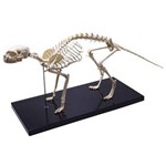 Esqueleto de Gato Coleman - Col 3653
