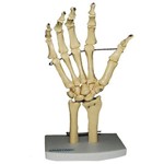 Esqueleto de Mão com Ossos do Punho Anatomic - Tgd-0157-b