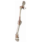 Esqueleto do Membro Inferior com Articulações e Suporte Anatomic - Tgd-0158-a