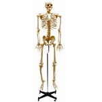 Esqueleto Flexível Aprox. 168cm com Suporte Anatomic - Código: Tgd-0101-b