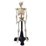 Esqueleto Humano 20cm - Coleman - Col 3103