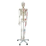 Esqueleto Humano 1,68 Cm Altura Articulado e Muscular