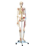Esqueleto Humano 1,68cm C/Ligamentos,Articulados e Muscular