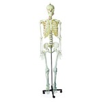 Esqueleto Humano 1.70cm com Rodas