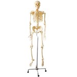Esqueleto Humano 168cm Flexível com Rodas - Coleman - Col 3101