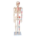 Esqueleto Humano 85 Cm Altura, Articulações Inserções Musculares