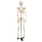 Esqueleto Humano 85cm C/ Suporte de Ferro - Brink Mobil